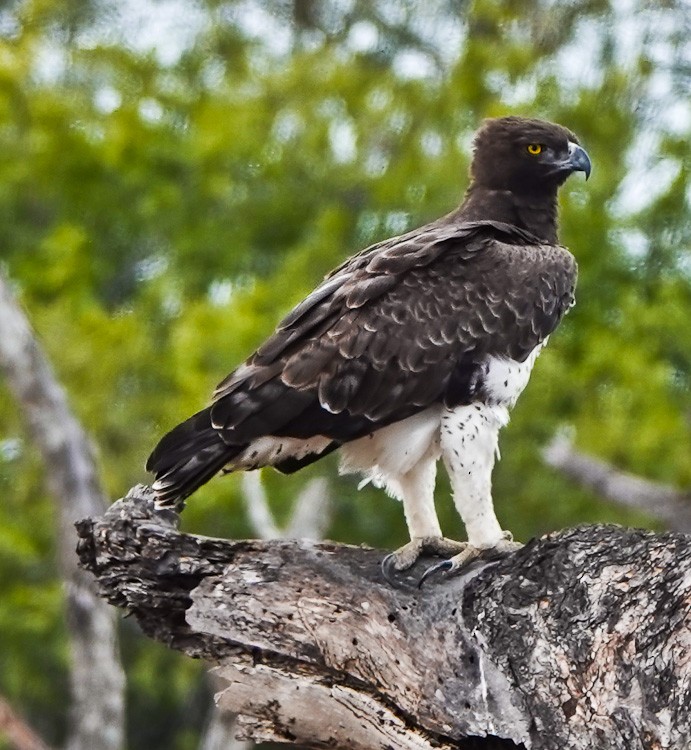 Martial Eagle - ML612580535