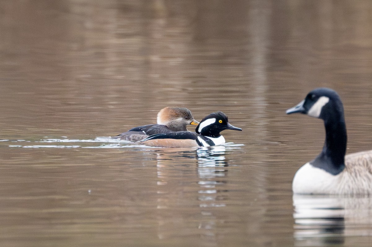 Hooded Merganser - Brian Fleming