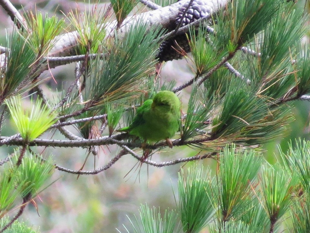 Andean Parakeet - ML612580554