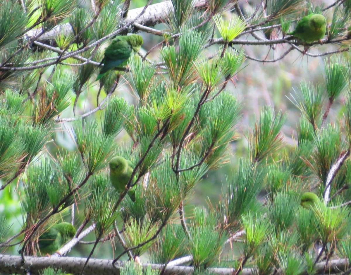 Andean Parakeet - ML612580556