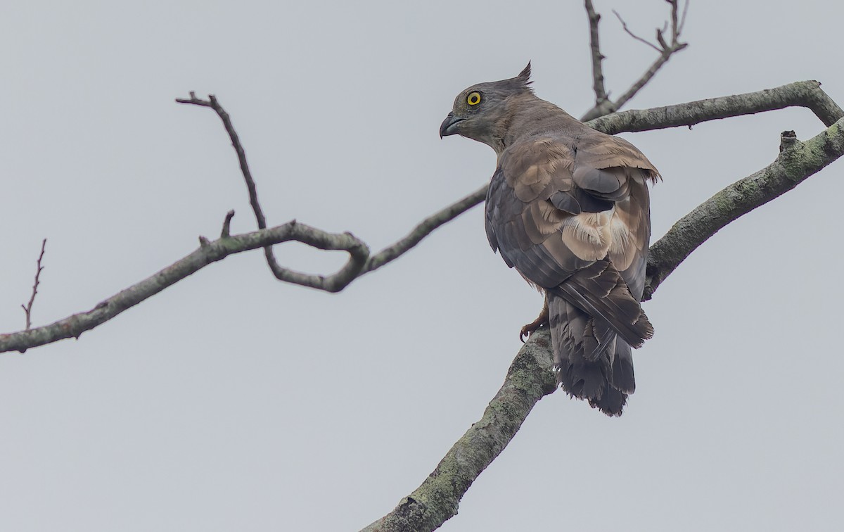 Pacific Baza - Geoff Dennis