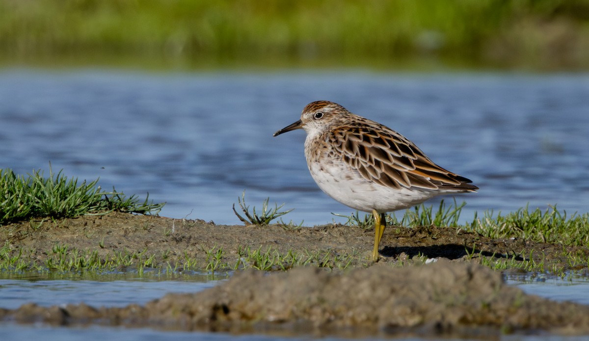Sharp-tailed Sandpiper - ML612580568