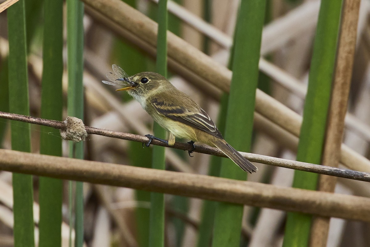 White-throated Flycatcher - ML612580608