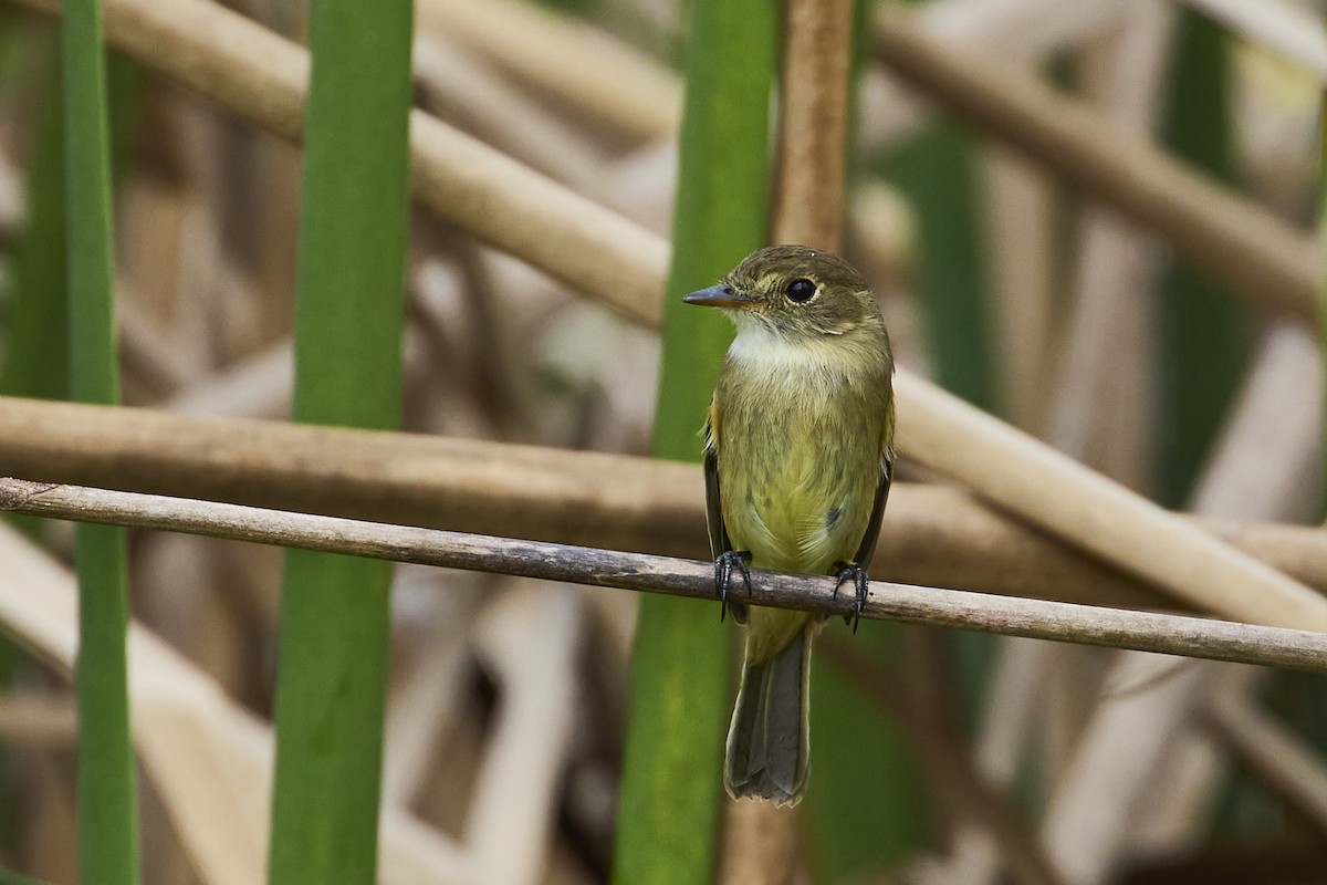 White-throated Flycatcher - ML612580609