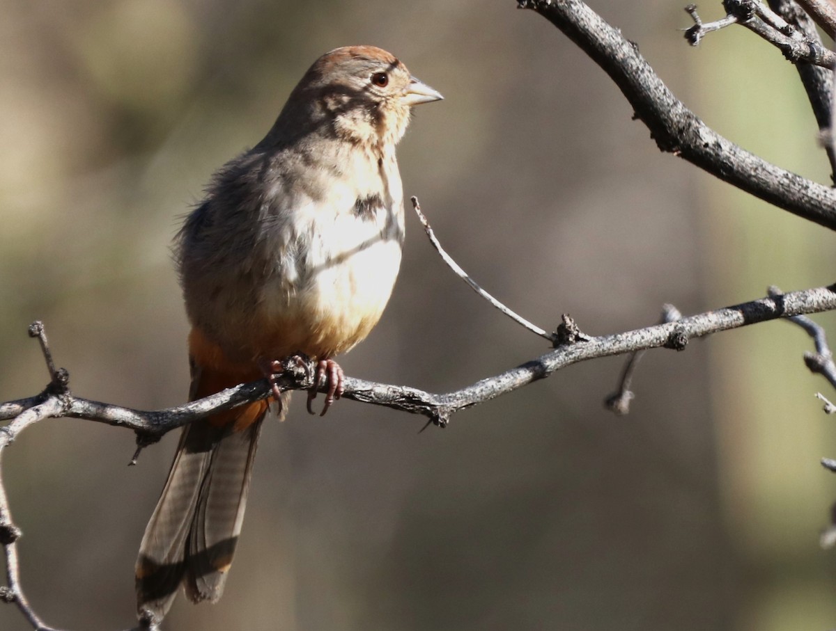 Canyon Towhee - ML612580622