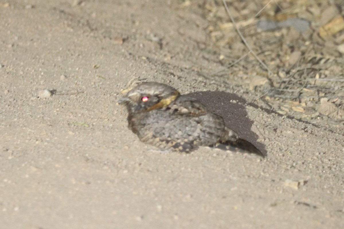 Buff-collared Nightjar - Andrew Core