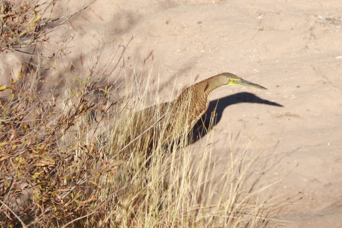 Bare-throated Tiger-Heron - Andrew Core