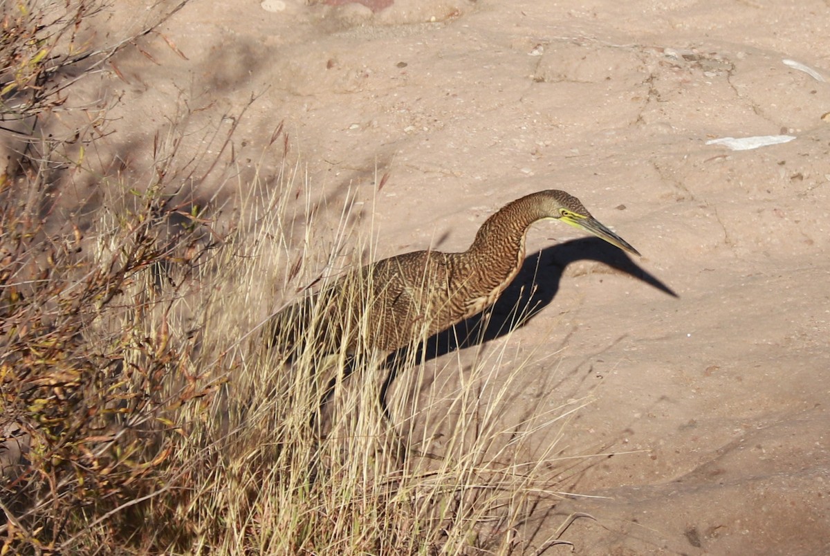 Bare-throated Tiger-Heron - Andrew Core