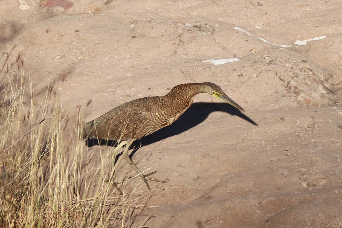 Bare-throated Tiger-Heron - Andrew Core