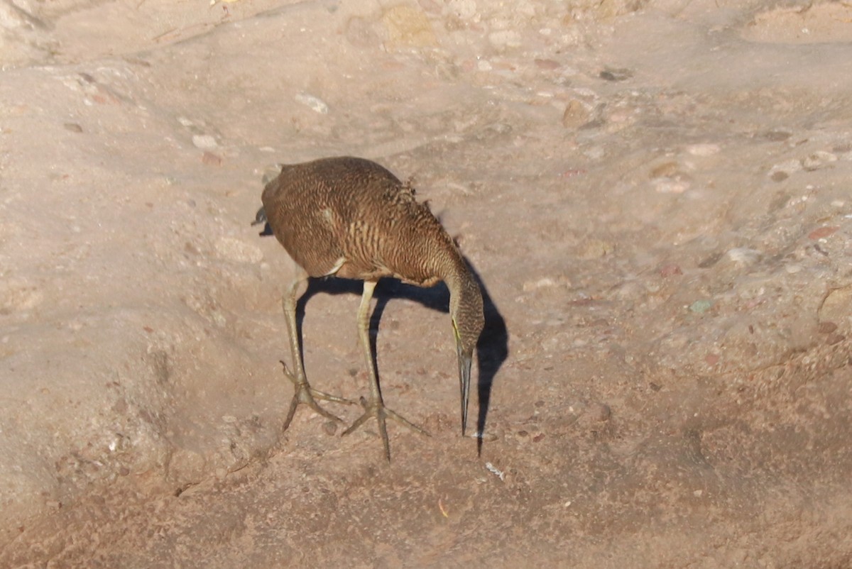 Bare-throated Tiger-Heron - ML612580774