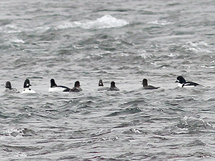 Barrow's Goldeneye - ML612580881