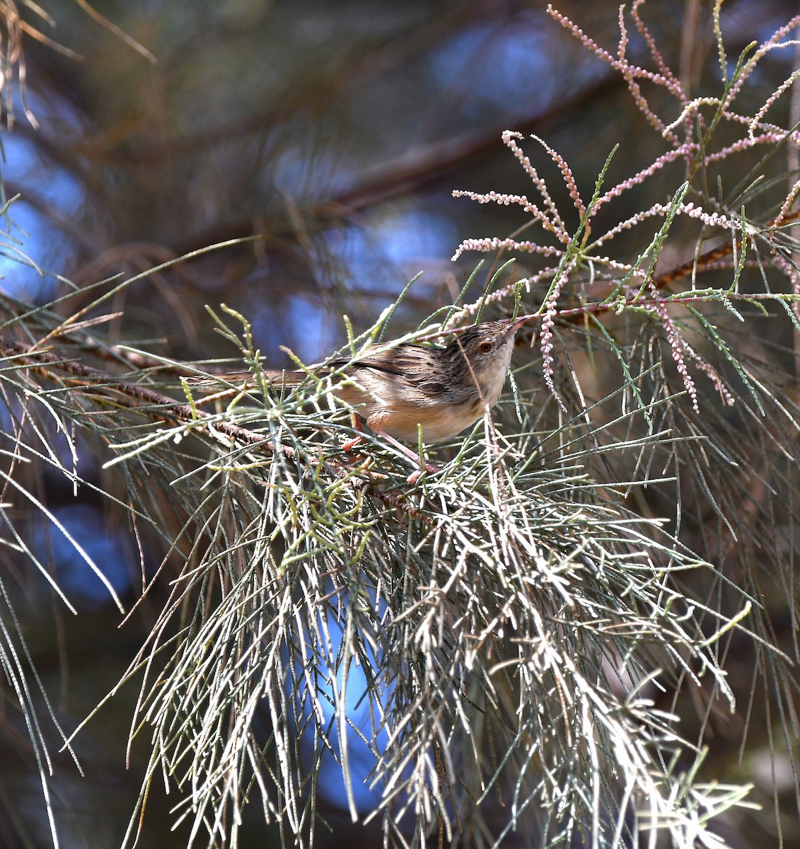 Graceful Prinia - ML612580889