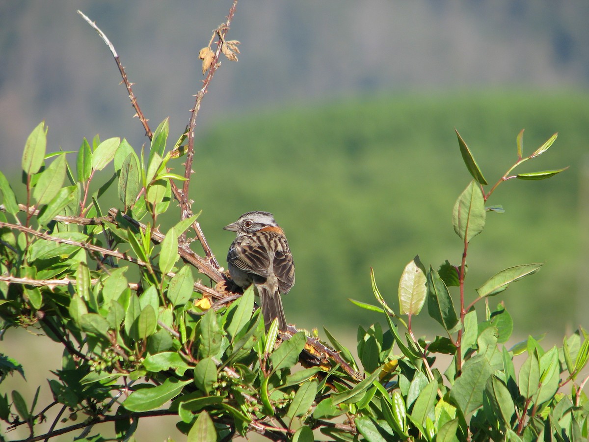 Rufous-collared Sparrow - ML612580904