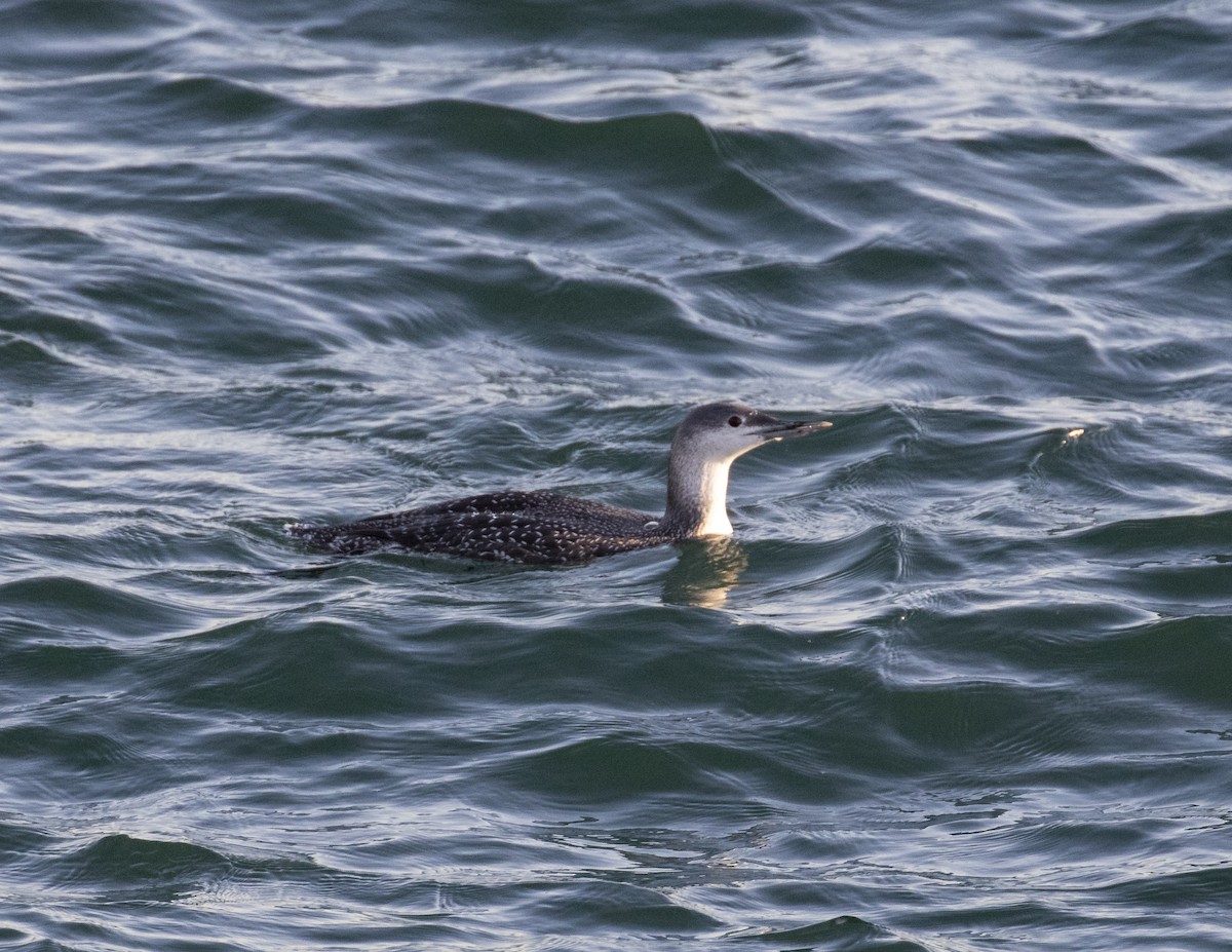 Red-throated Loon - Kamella Boullé