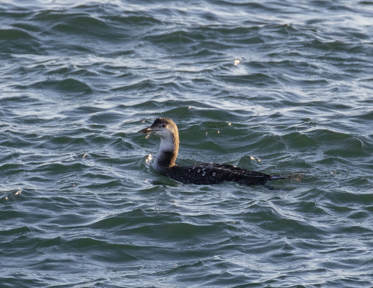 Common Loon - ML612580933
