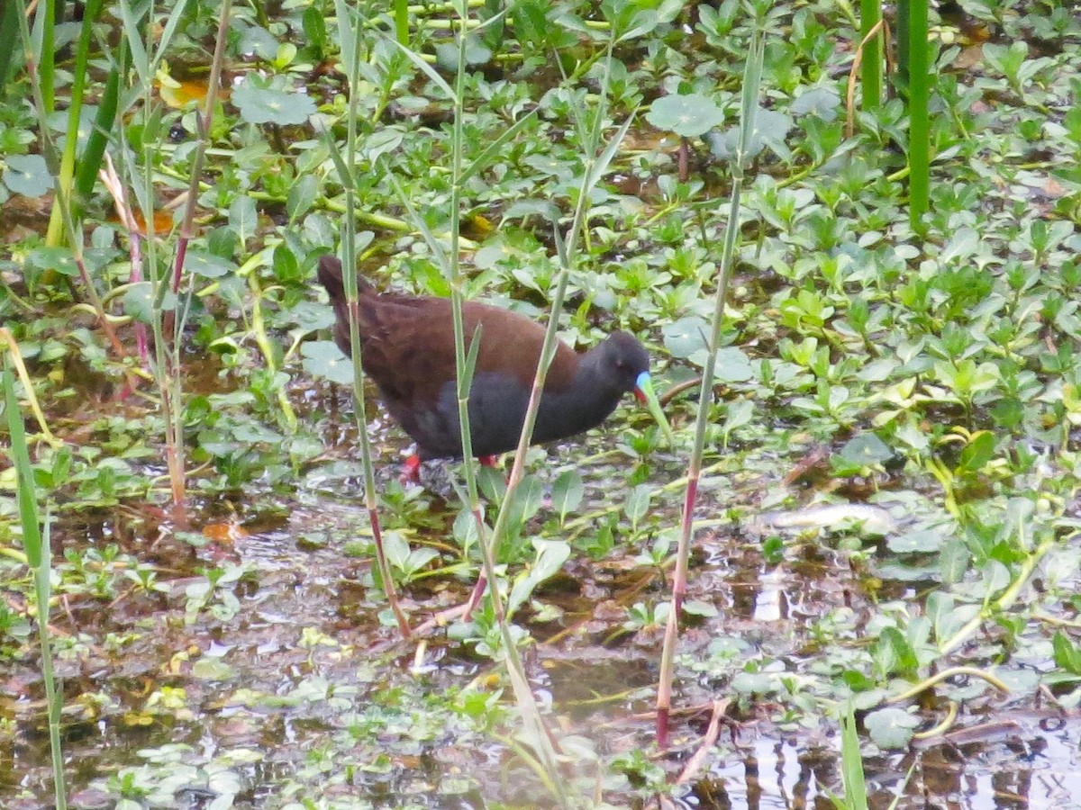 Plumbeous Rail - Sasha Robinson