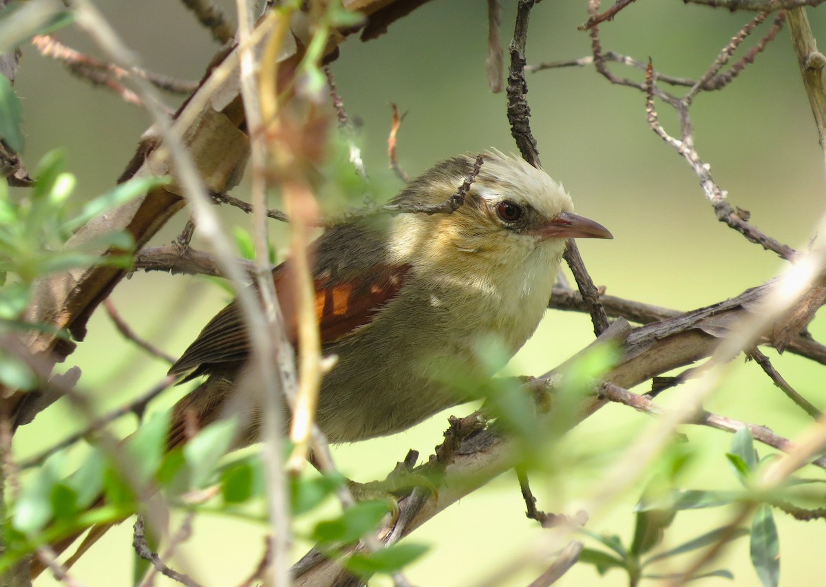 Creamy-crested Spinetail - Sasha Robinson