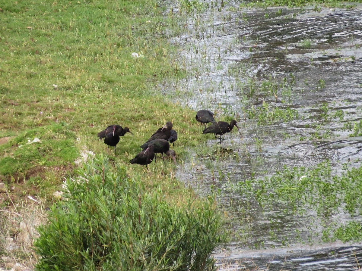 ibis andský - ML612580973