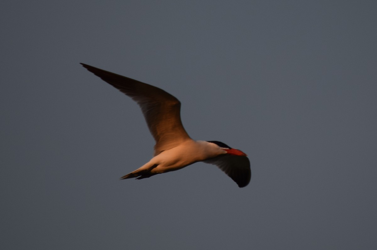 Caspian Tern - ML61258101