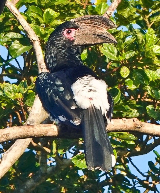 Trumpeter Hornbill - Arden Anderson