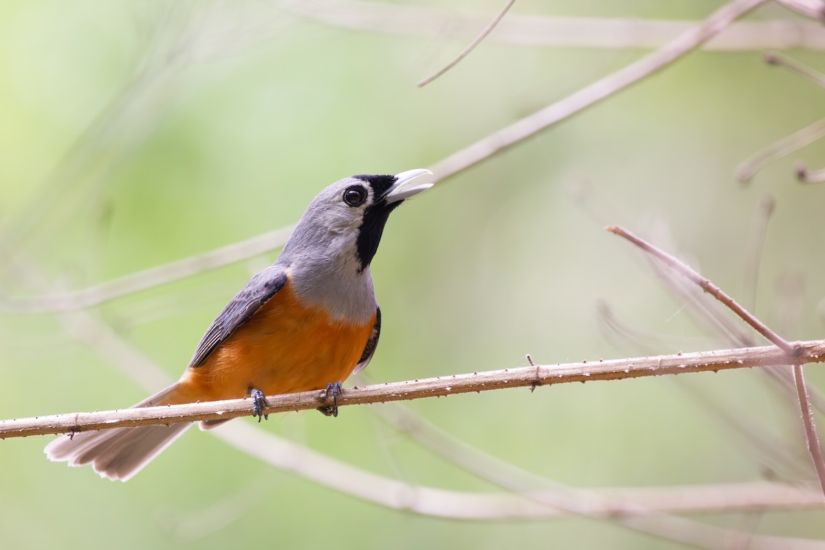 Black-faced Monarch - ML612581120