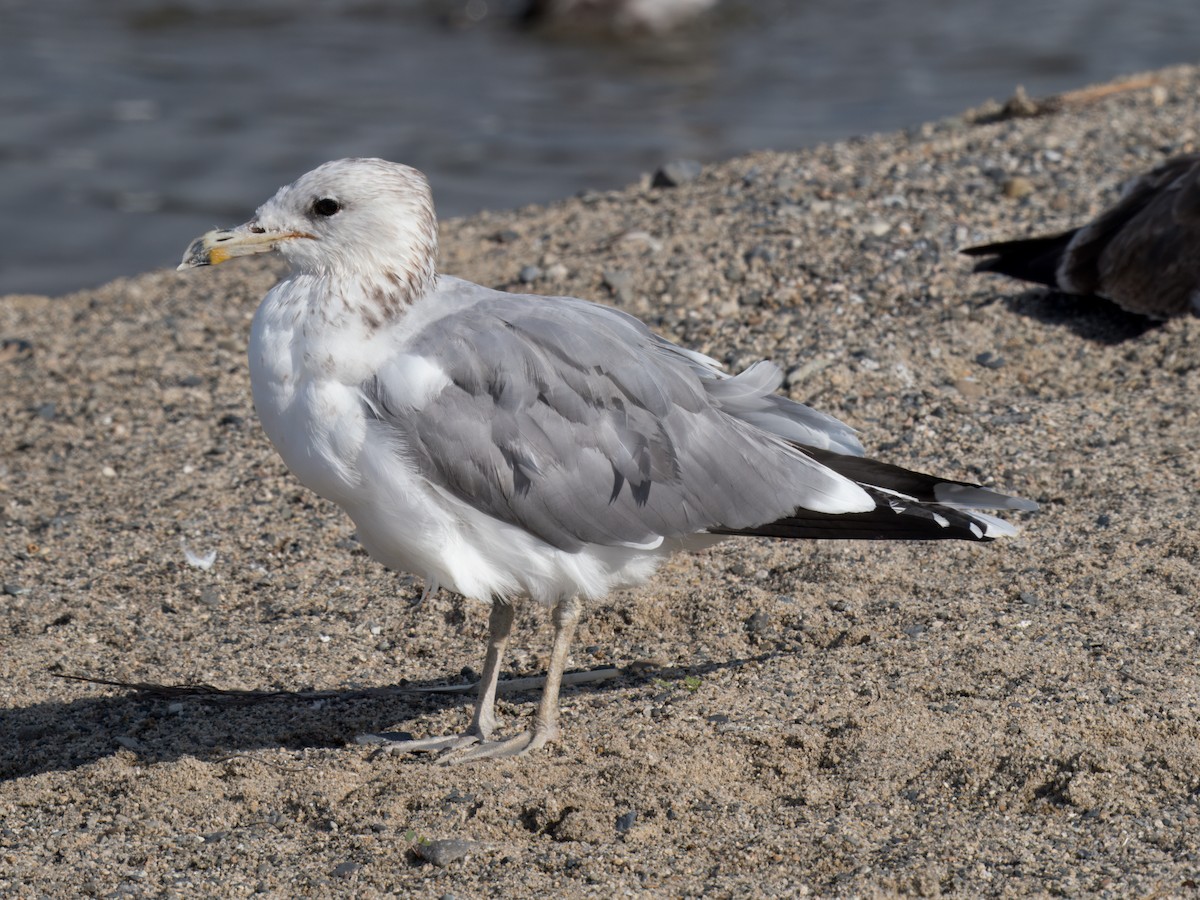 California Gull - Cin-Ty Lee