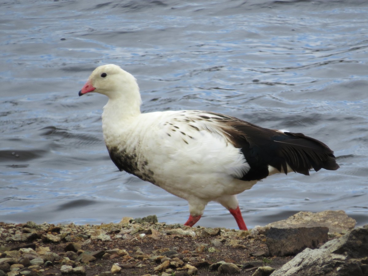 Andean Goose - ML612581233