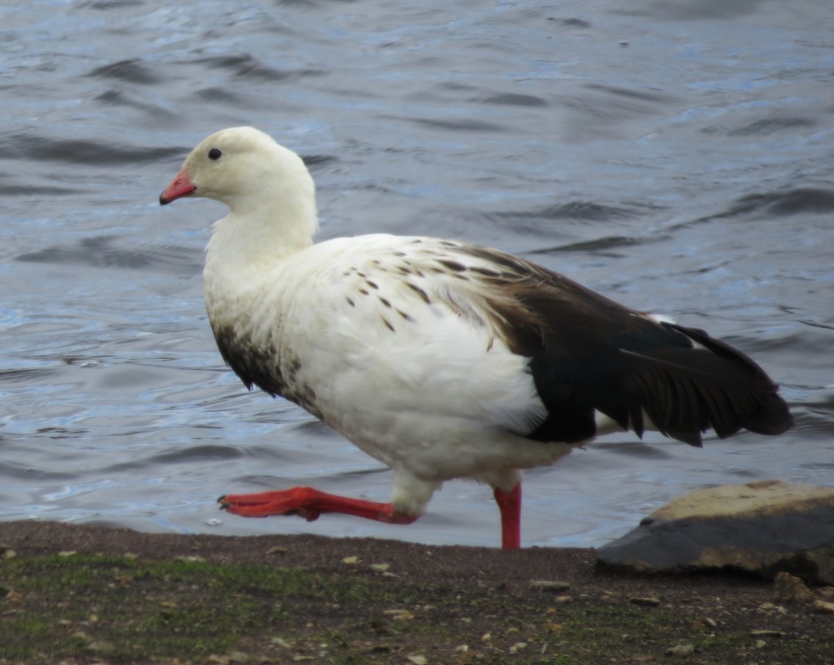 Andean Goose - ML612581234