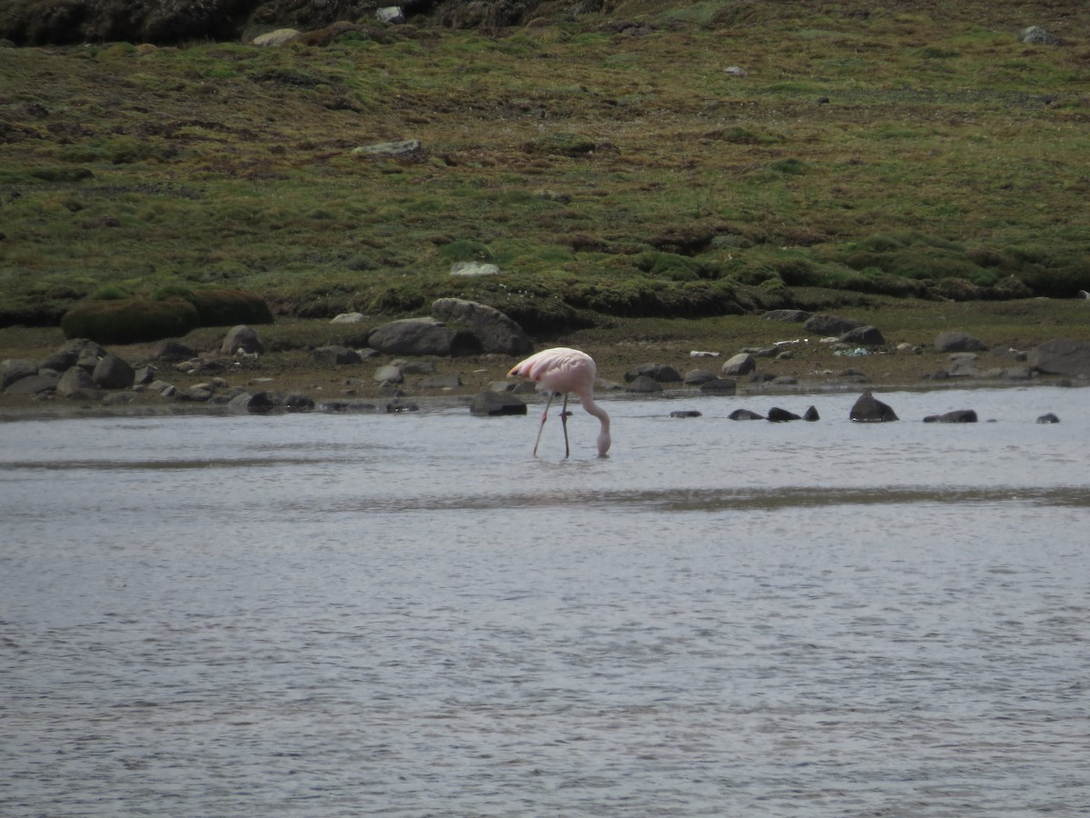 Chilean Flamingo - ML612581238