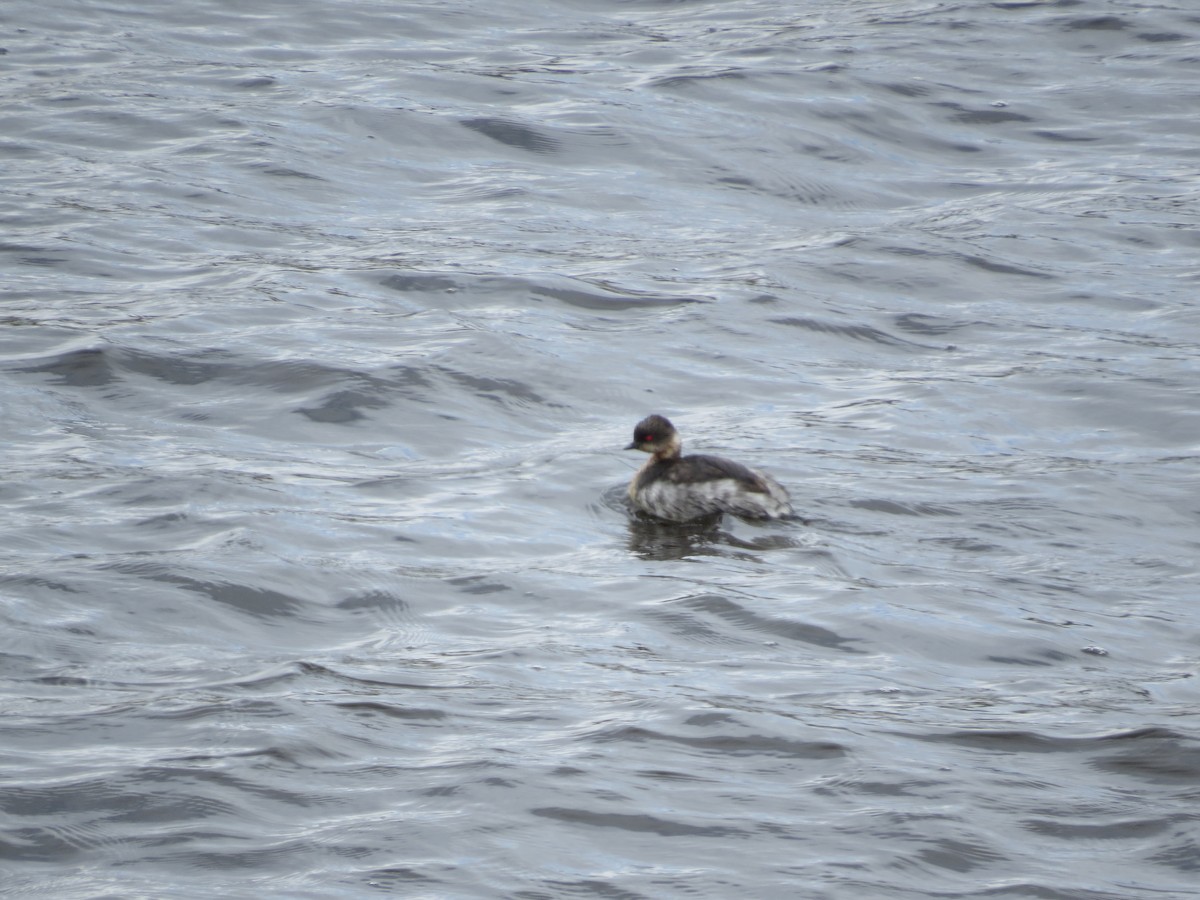 Silvery Grebe - ML612581248