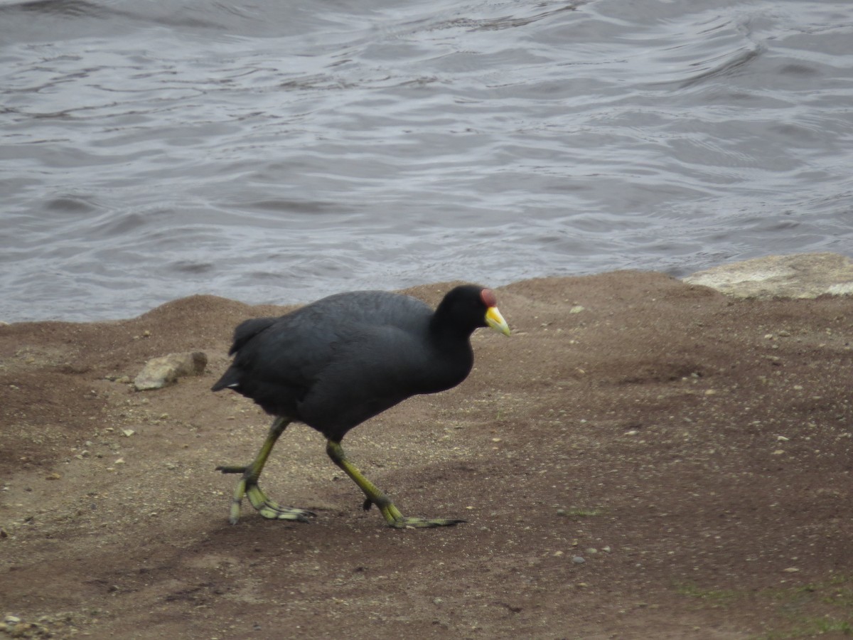 Slate-colored Coot - ML612581253