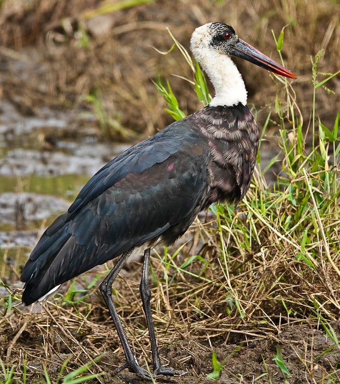 Cigüeña Lanuda Africana - ML612581277