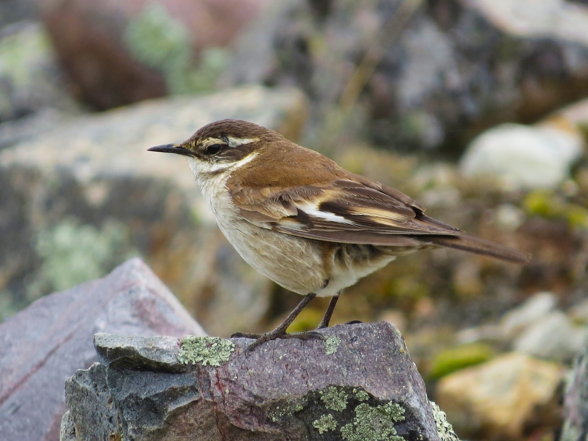 White-winged Cinclodes - ML612581310