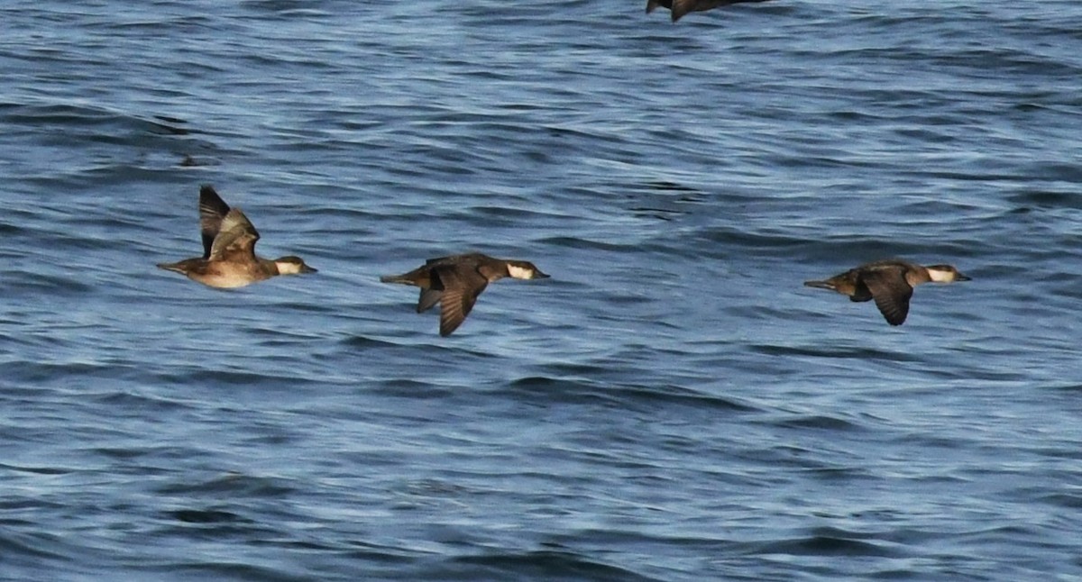 Black Scoter - David True