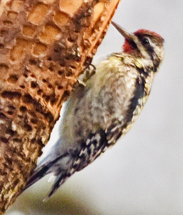 Yellow-bellied Sapsucker - ML612581328