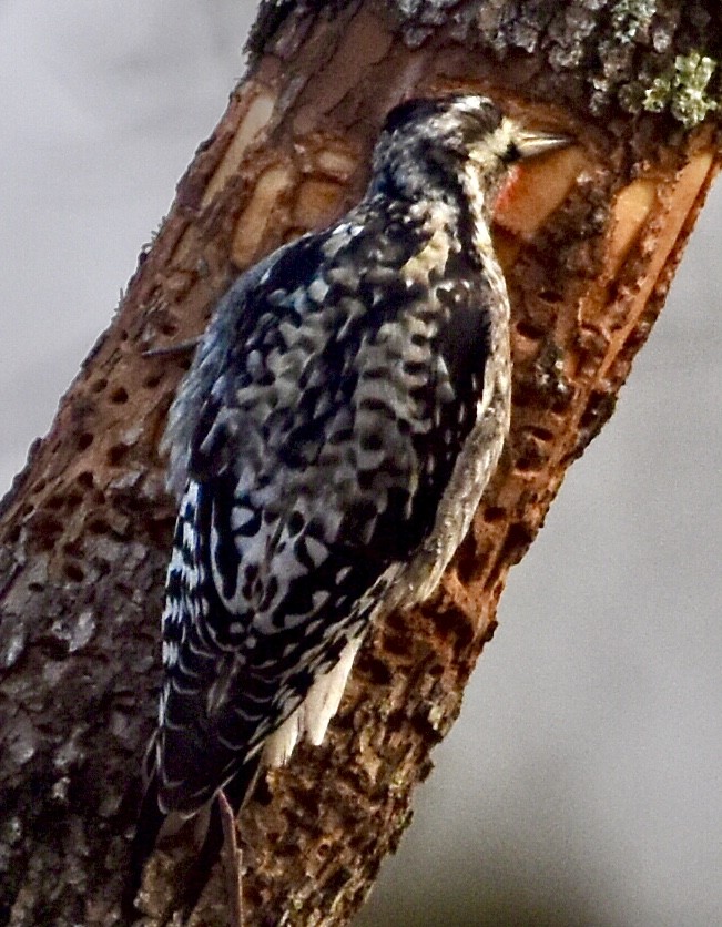 Yellow-bellied Sapsucker - ML612581329