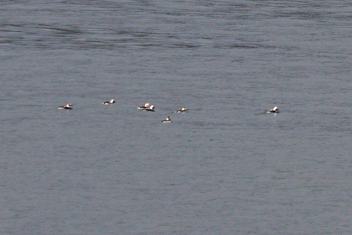 Long-tailed Duck - ML612581372