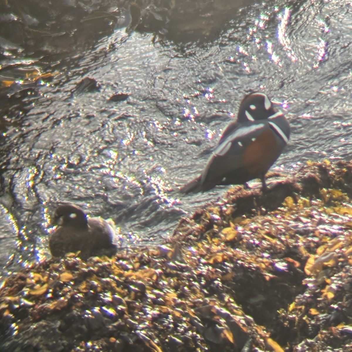 Harlequin Duck - Andrew S. Aldrich