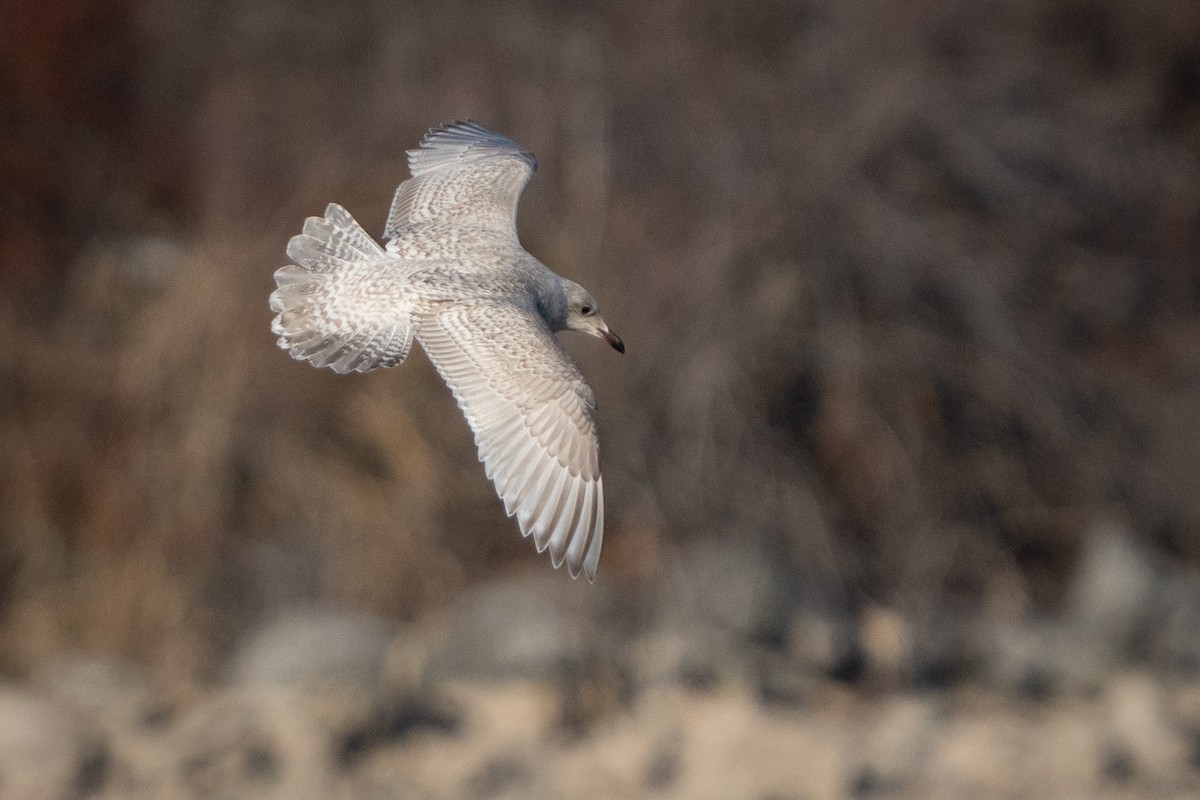 Gaviota Groenlandesa - ML612581409