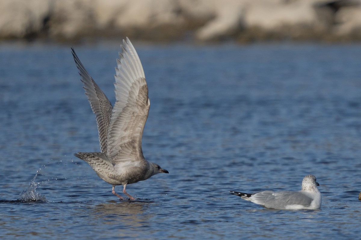 Gaviota Groenlandesa - ML612581410