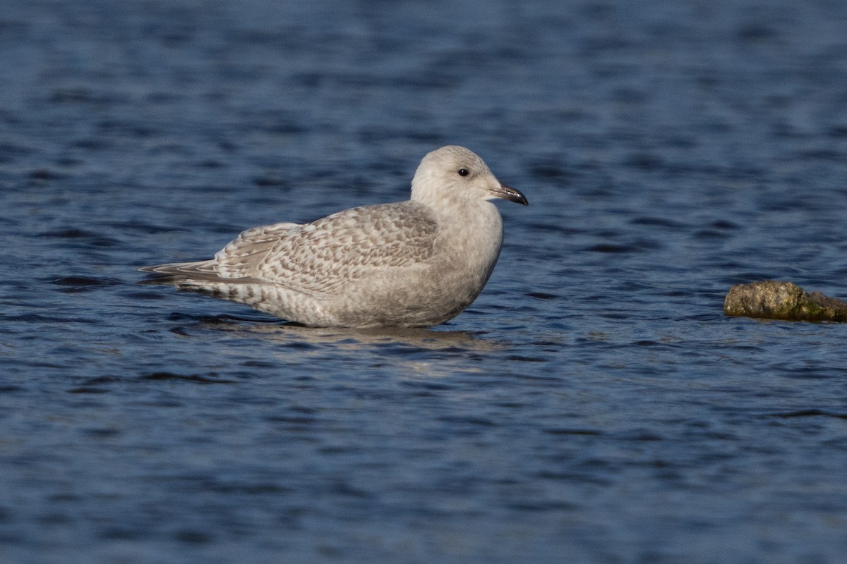 Goéland arctique - ML612581411