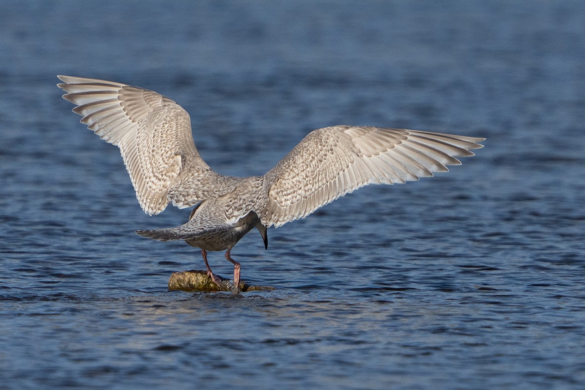 Gaviota Groenlandesa - ML612581412