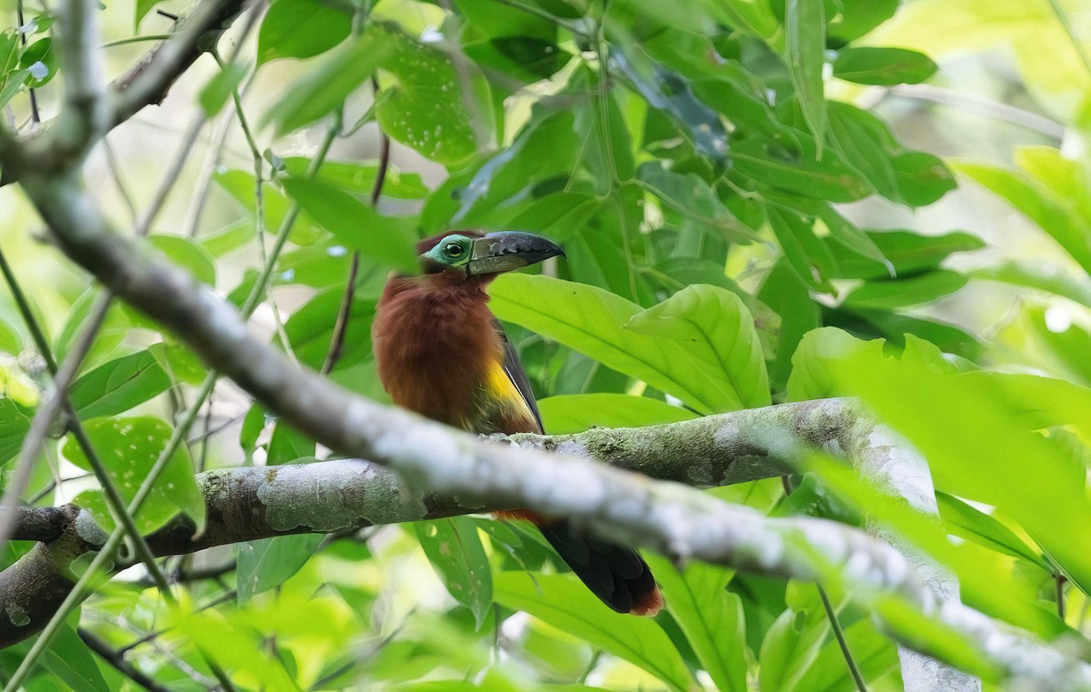 Golden-collared Toucanet - Timo Mitzen