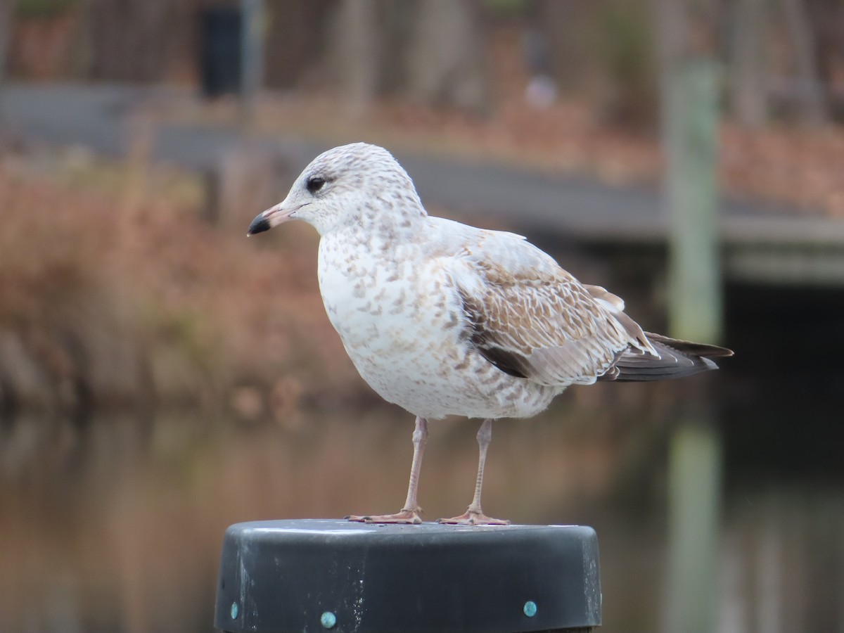 Ring-billed Gull - ML612581455