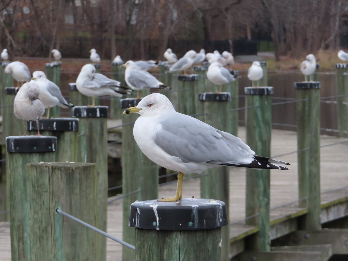 Ring-billed Gull - ML612581462