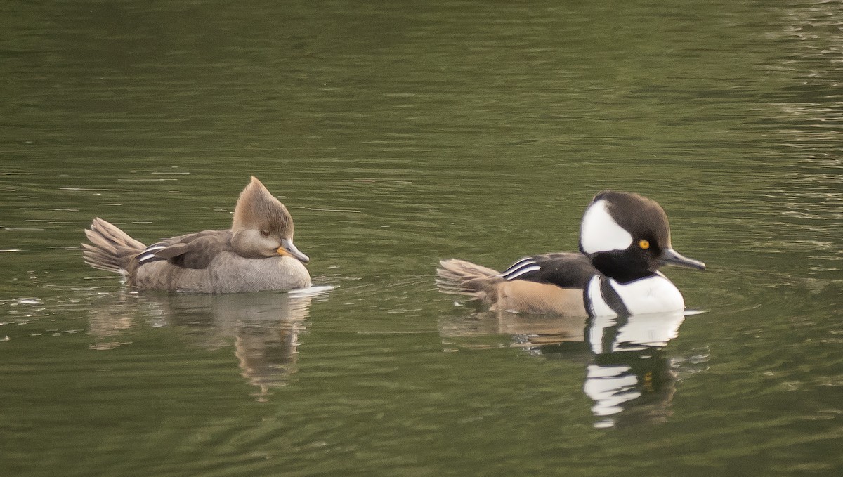 Hooded Merganser - ML612581482