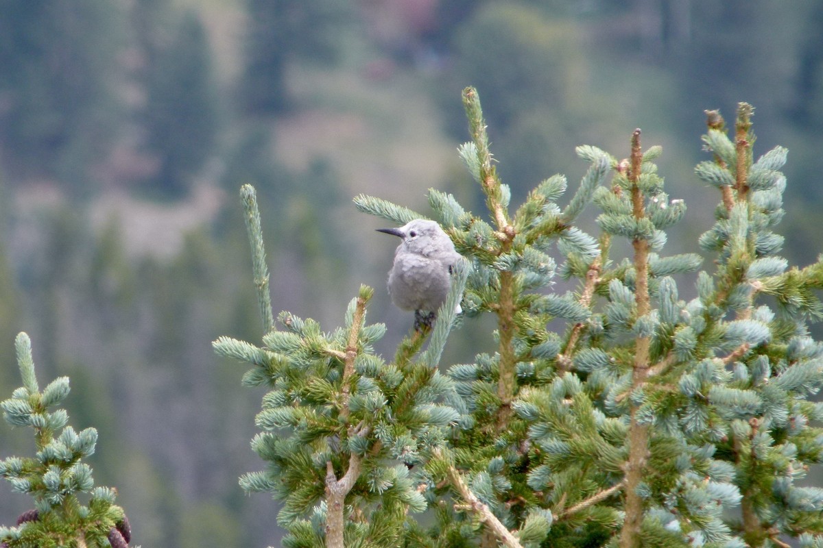 Clark's Nutcracker - ML612581509