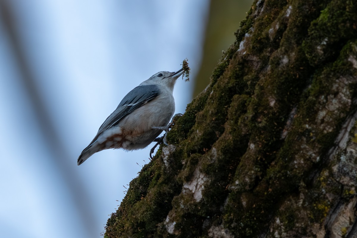 White-breasted Nuthatch - Joeb Rogers
