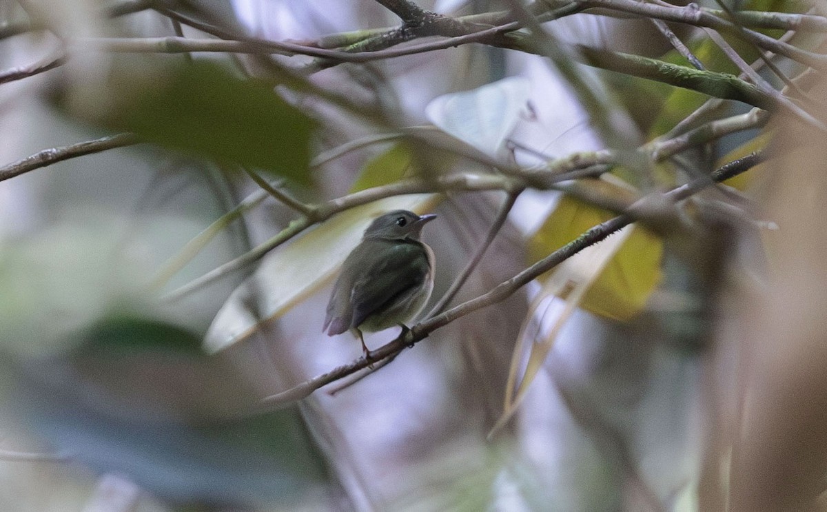 Painted Manakin - ML612581642