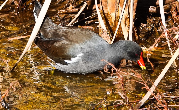 Eurasian Moorhen - ML612581707